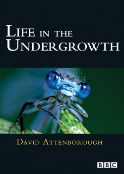 watch-Life in the Undergrowth
