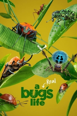 watch-A Real Bug's Life